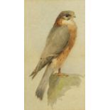 G L Parsons - Kestrel perched on a rock, watercolour, inscribed verso, mounted and framed, 31cm x