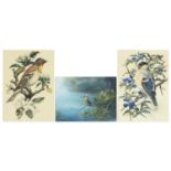 Wild birds watercolours and oils, by V A Turner and N F allen, each mounted and framed, the