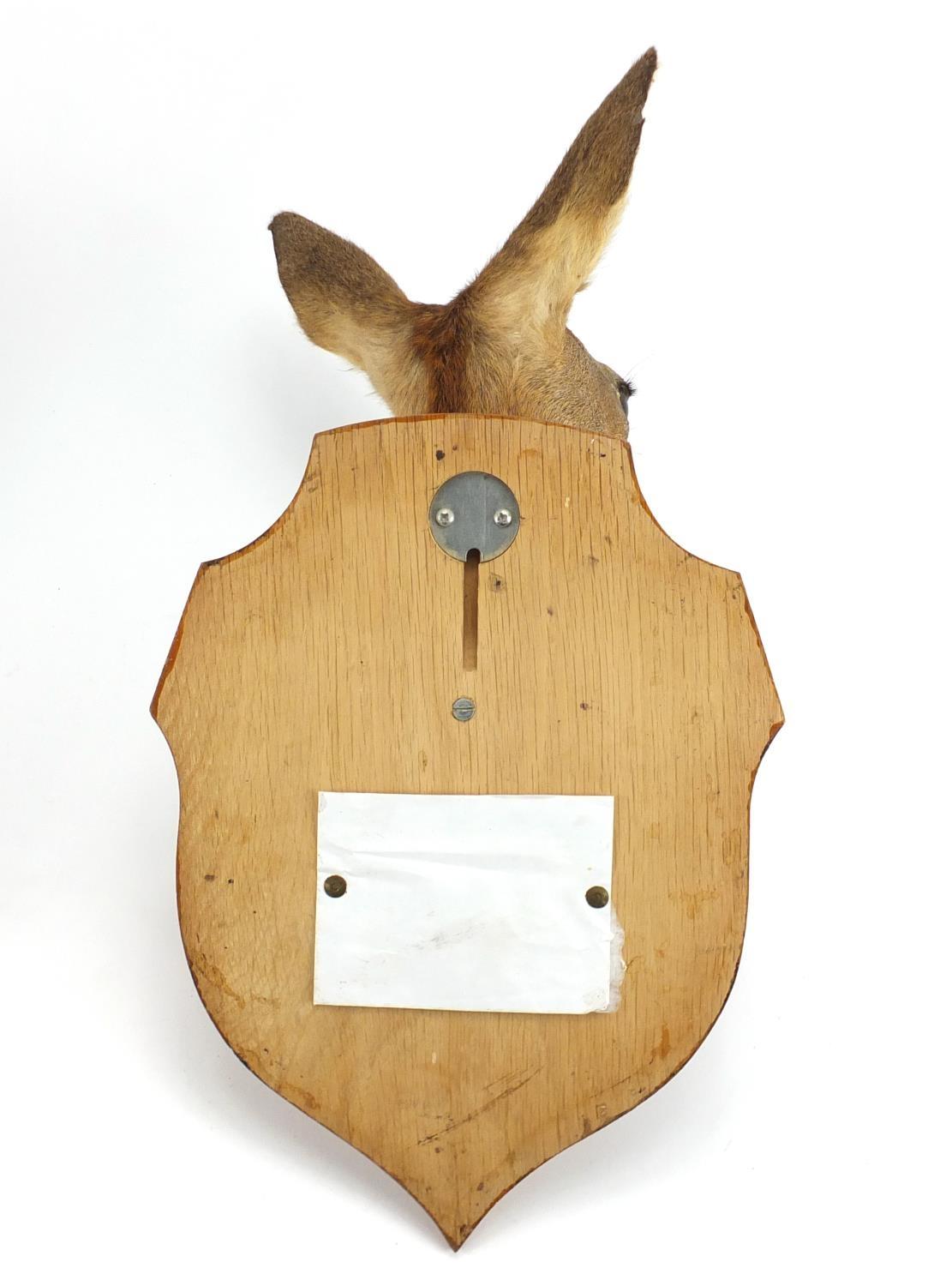 Taxidermy deer's head with oak shield back, overall 45cm high : For Further Condition Reports Please - Image 3 of 3