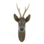 Black forest carved wood deer's head with glass eyes, 56cm high : For Further Condition Reports