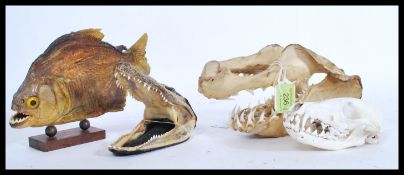 A selection of vintage 20th Century taxidermy science / natural history interest items to include