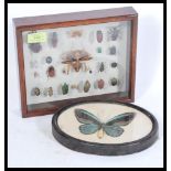 A framed vintage 20th Century taxidermy butterfly specimen display of a large blue butterfly