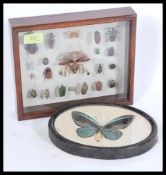 A framed vintage 20th Century taxidermy butterfly specimen display of a large blue butterfly