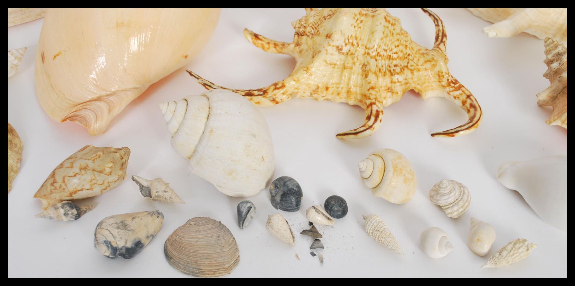Conchology - A collection of sea shells of various forms and sizes to include Conch, Nautilus type - Bild 4 aus 7