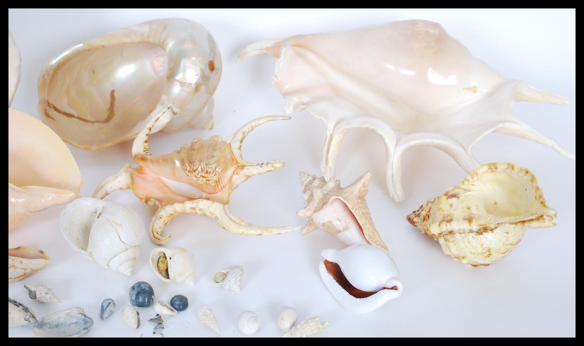 Conchology - A collection of sea shells of various forms and sizes to include Conch, Nautilus type - Bild 7 aus 7