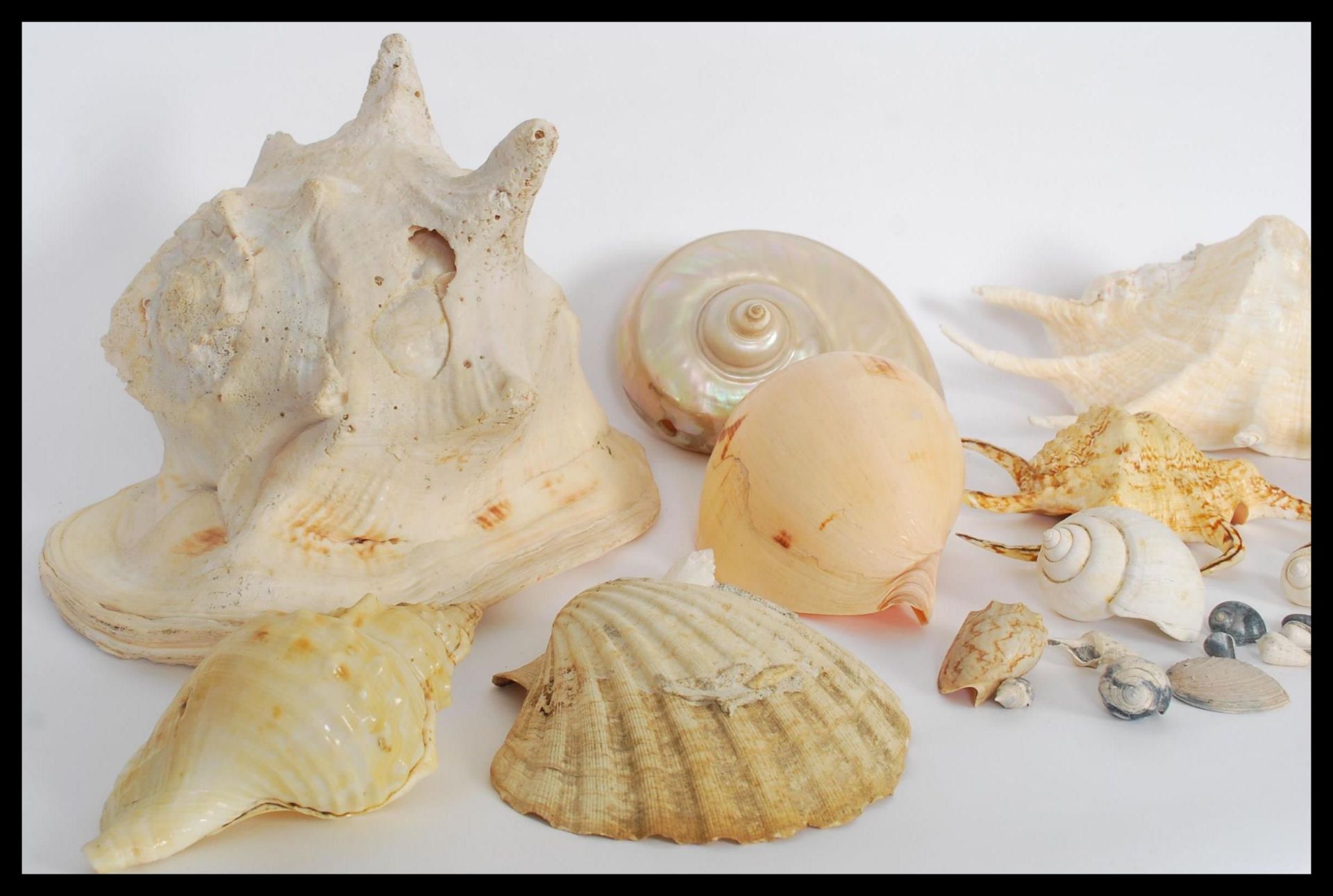 Conchology - A collection of sea shells of various forms and sizes to include Conch, Nautilus type - Bild 3 aus 7