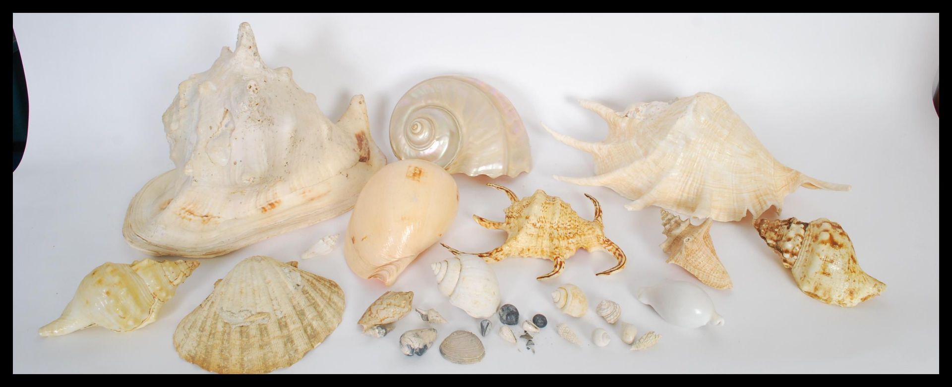 Conchology - A collection of sea shells of various forms and sizes to include Conch, Nautilus type - Bild 2 aus 7