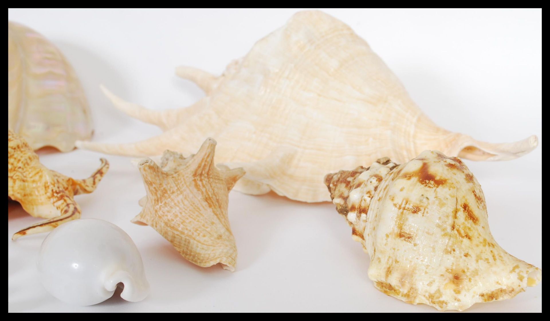 Conchology - A collection of sea shells of various forms and sizes to include Conch, Nautilus type - Bild 5 aus 7