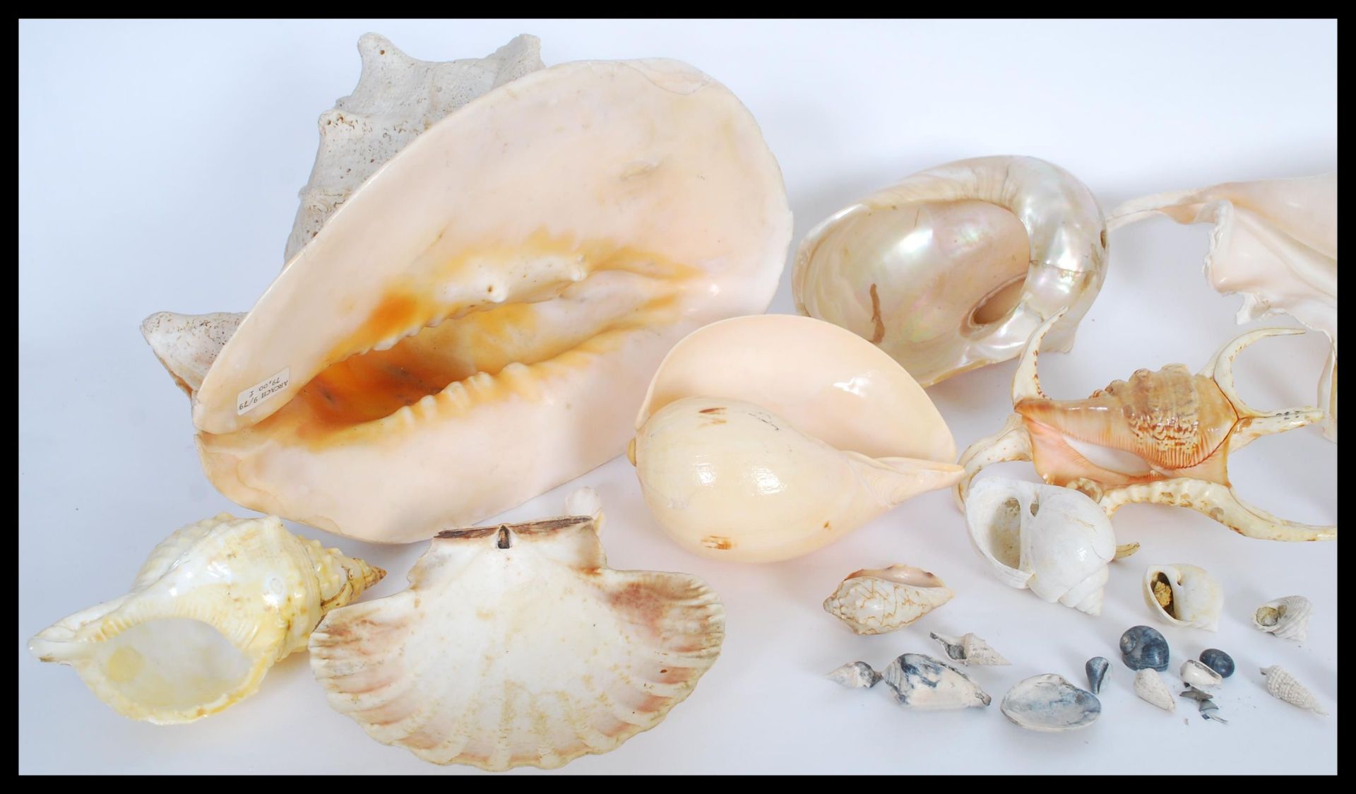 Conchology - A collection of sea shells of various forms and sizes to include Conch, Nautilus type - Bild 6 aus 7