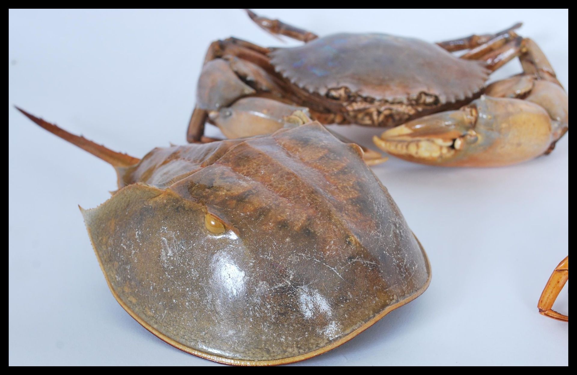 Natural History / Marine Life - A selection of dried / taxidermy sea crustaceans to include a grey - Bild 5 aus 10