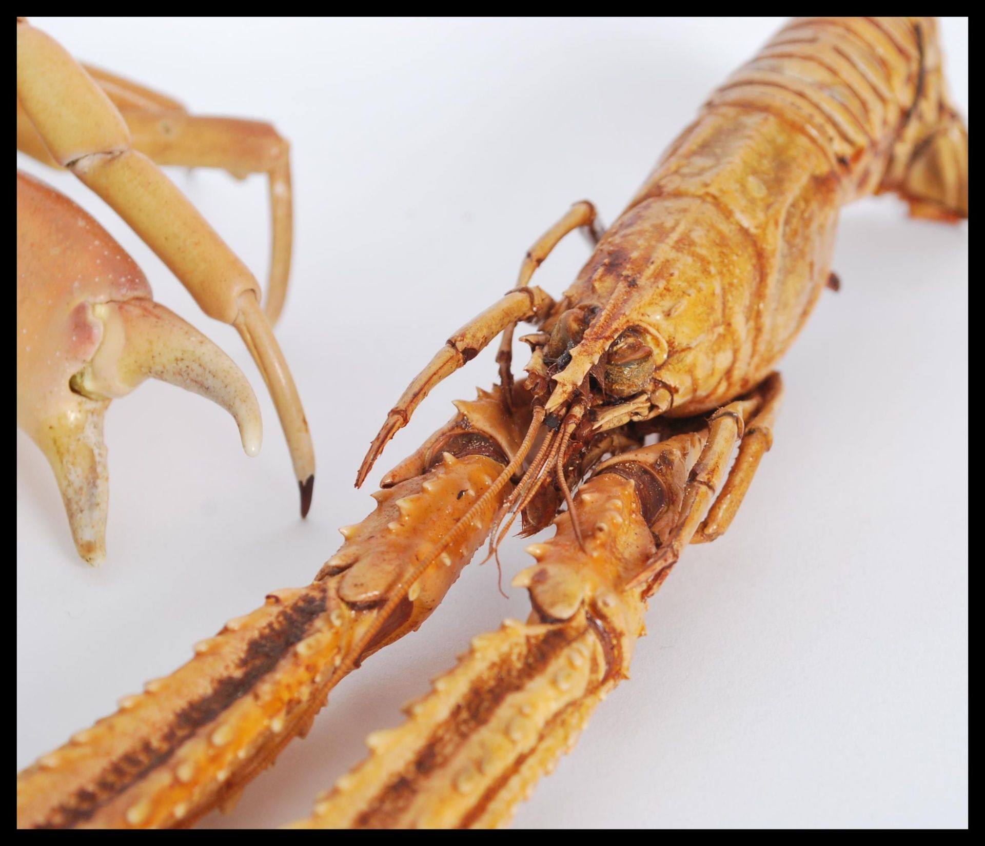 Natural History / Marine Life - A selection of dried / taxidermy sea crustaceans to include a grey - Bild 2 aus 10