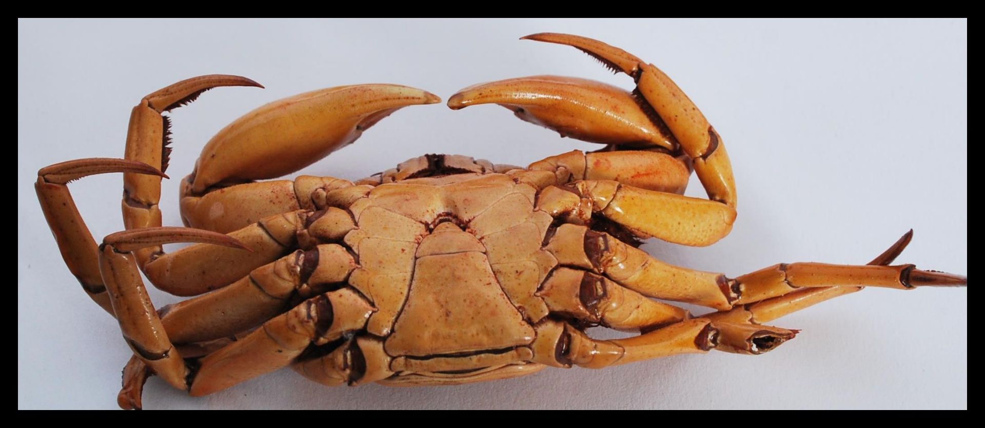 Natural History / Marine Life - A selection of dried / taxidermy sea crustaceans to include a grey - Bild 10 aus 10