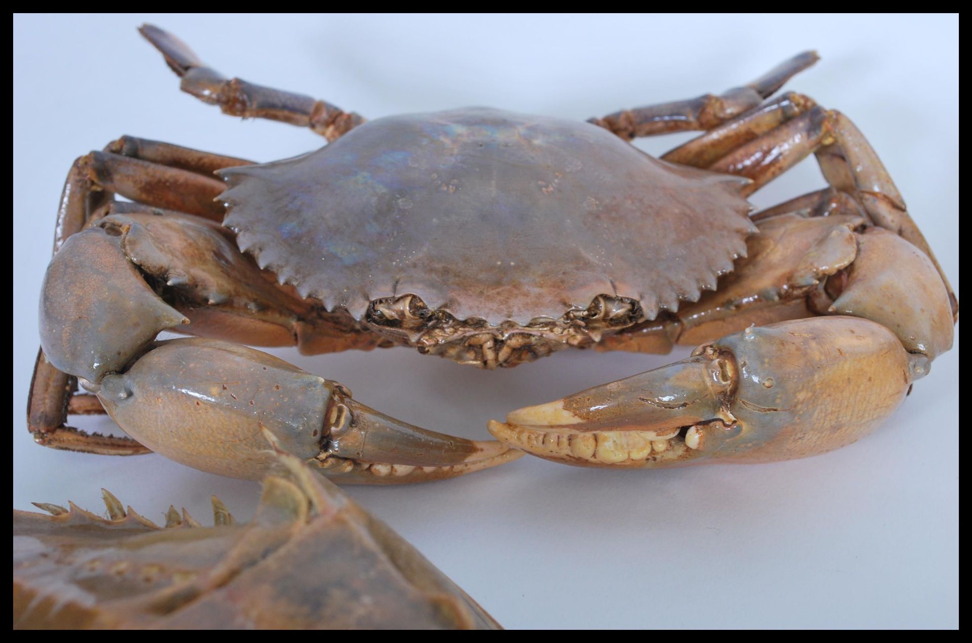 Natural History / Marine Life - A selection of dried / taxidermy sea crustaceans to include a grey - Bild 4 aus 10