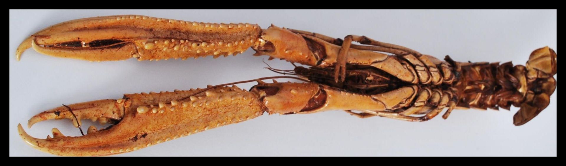 Natural History / Marine Life - A selection of dried / taxidermy sea crustaceans to include a grey - Bild 8 aus 10