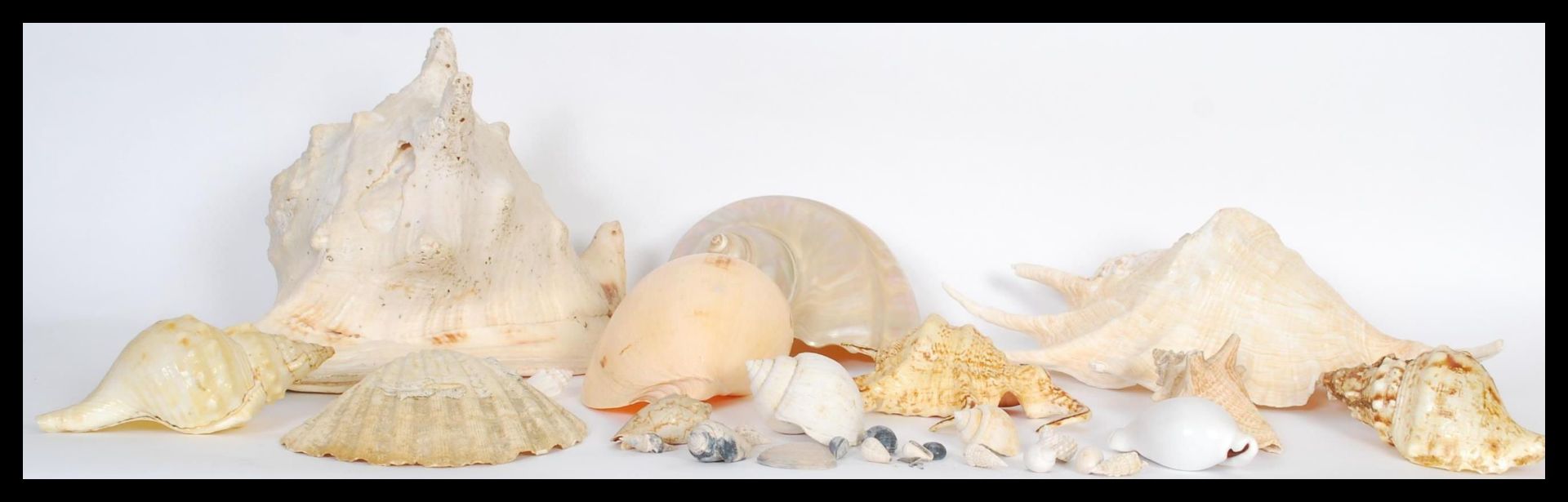 Conchology - A collection of sea shells of various forms and sizes to include Conch, Nautilus type