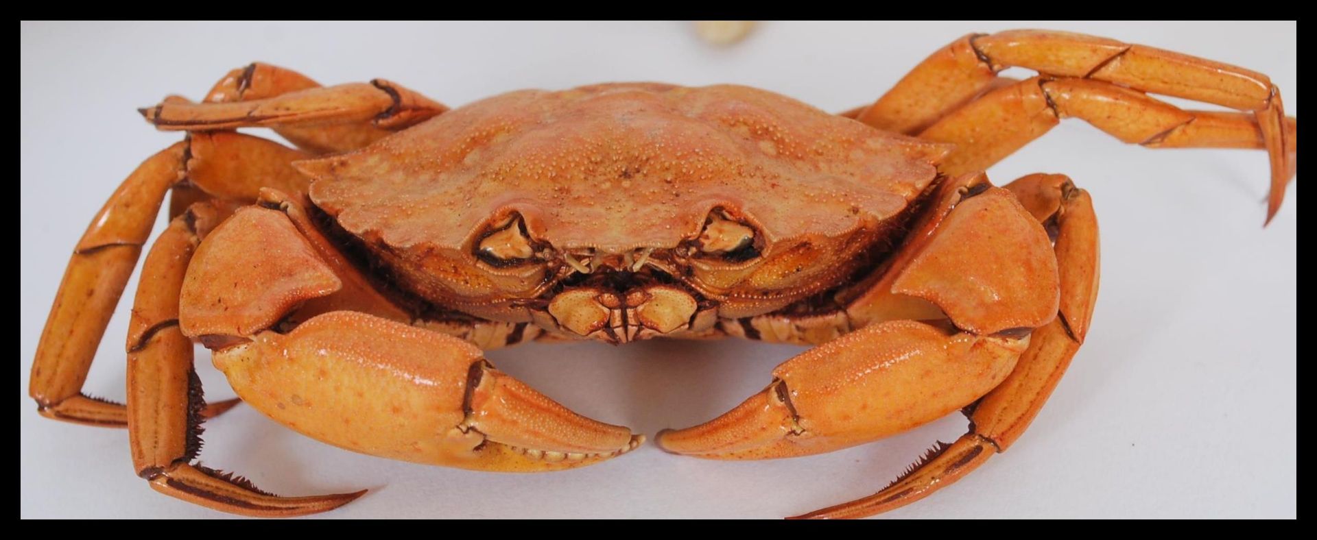 Natural History / Marine Life - A selection of dried / taxidermy sea crustaceans to include a grey - Bild 3 aus 10