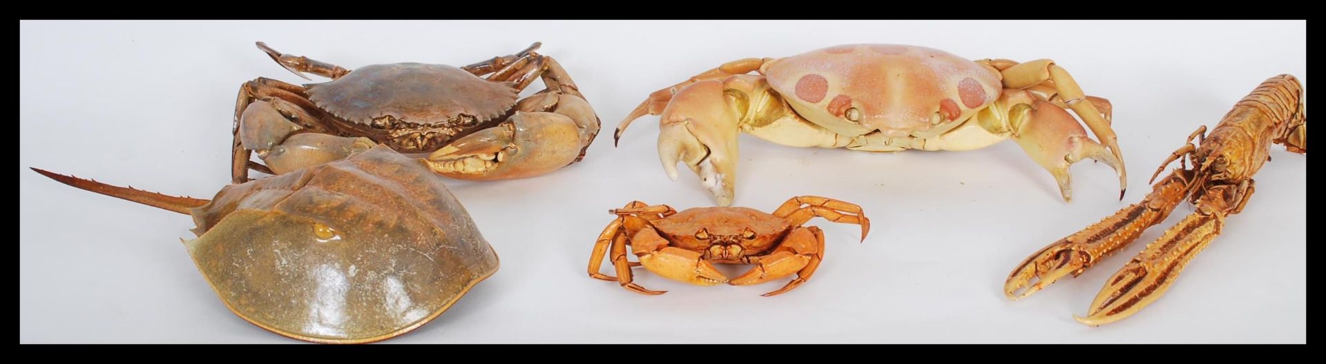 Natural History / Marine Life - A selection of dried / taxidermy sea crustaceans to include a grey