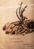 18TH CENTURY WATERCOLOUR PAINTING OF A SPIDER - TARANTULA