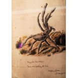 18TH CENTURY WATERCOLOUR PAINTING OF A SPIDER - TARANTULA