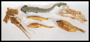 Natural History / Marine Life - A selection of dri