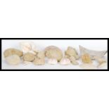 Conchology - A selection of sea shells and fossils