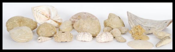 Conchology - A selection of sea shells and fossils
