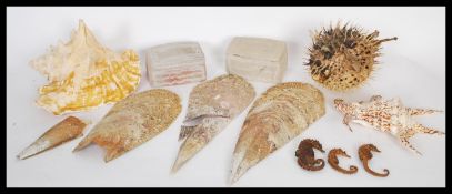 Conchology - A selection of sea shells and dried s