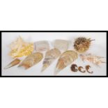 Conchology - A selection of sea shells and dried s