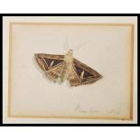 A 19th Century Georgian miniature watercolour painting of a moth possibly of a Mottled beauty.