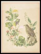 A collection of six vintage 20th Century framed bird prints each showing different species of bird