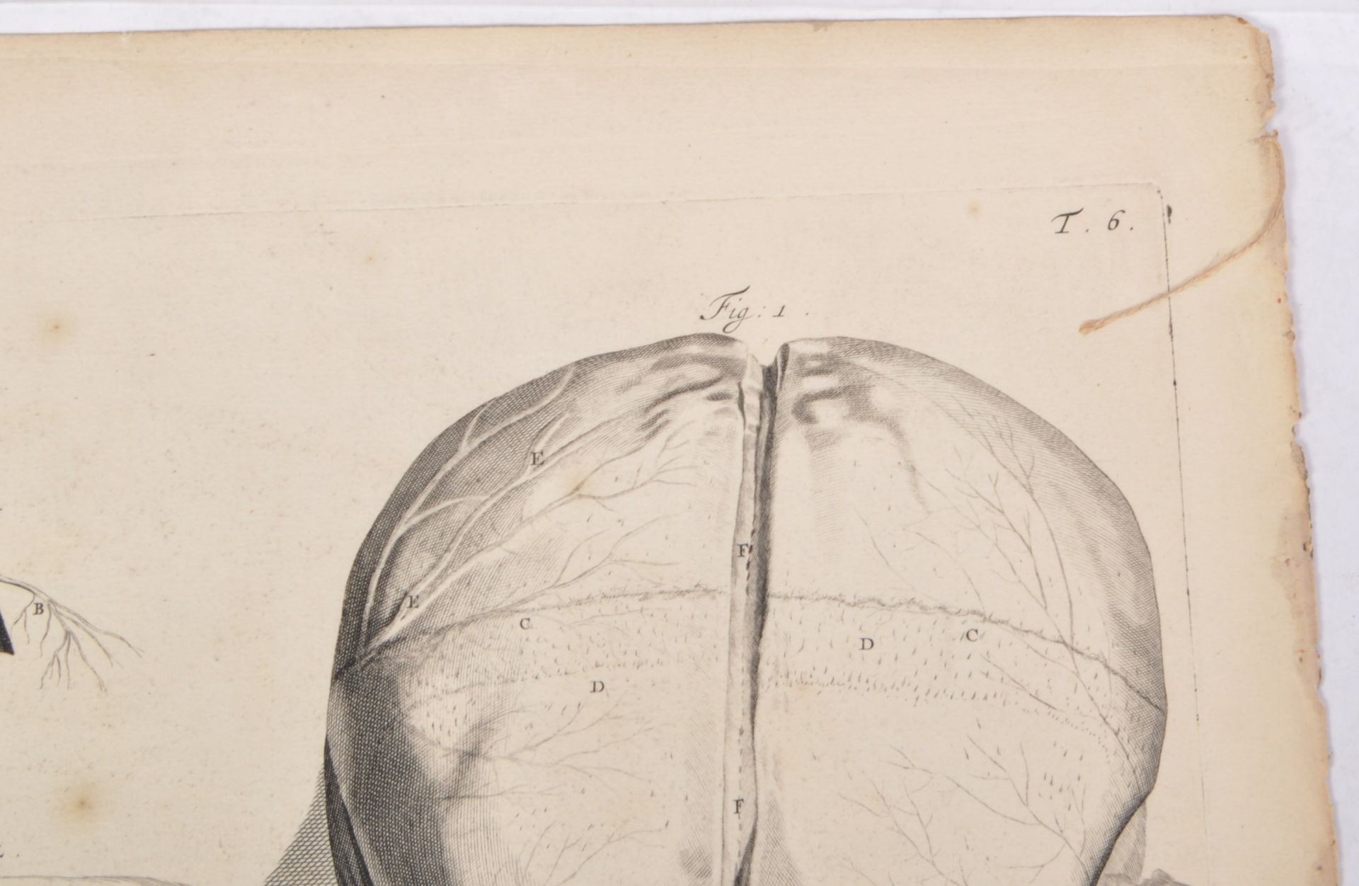 ABRAHAM BLOOTELING 17TH CENTURY ANATOMICAL DRAWINGS - Image 4 of 6
