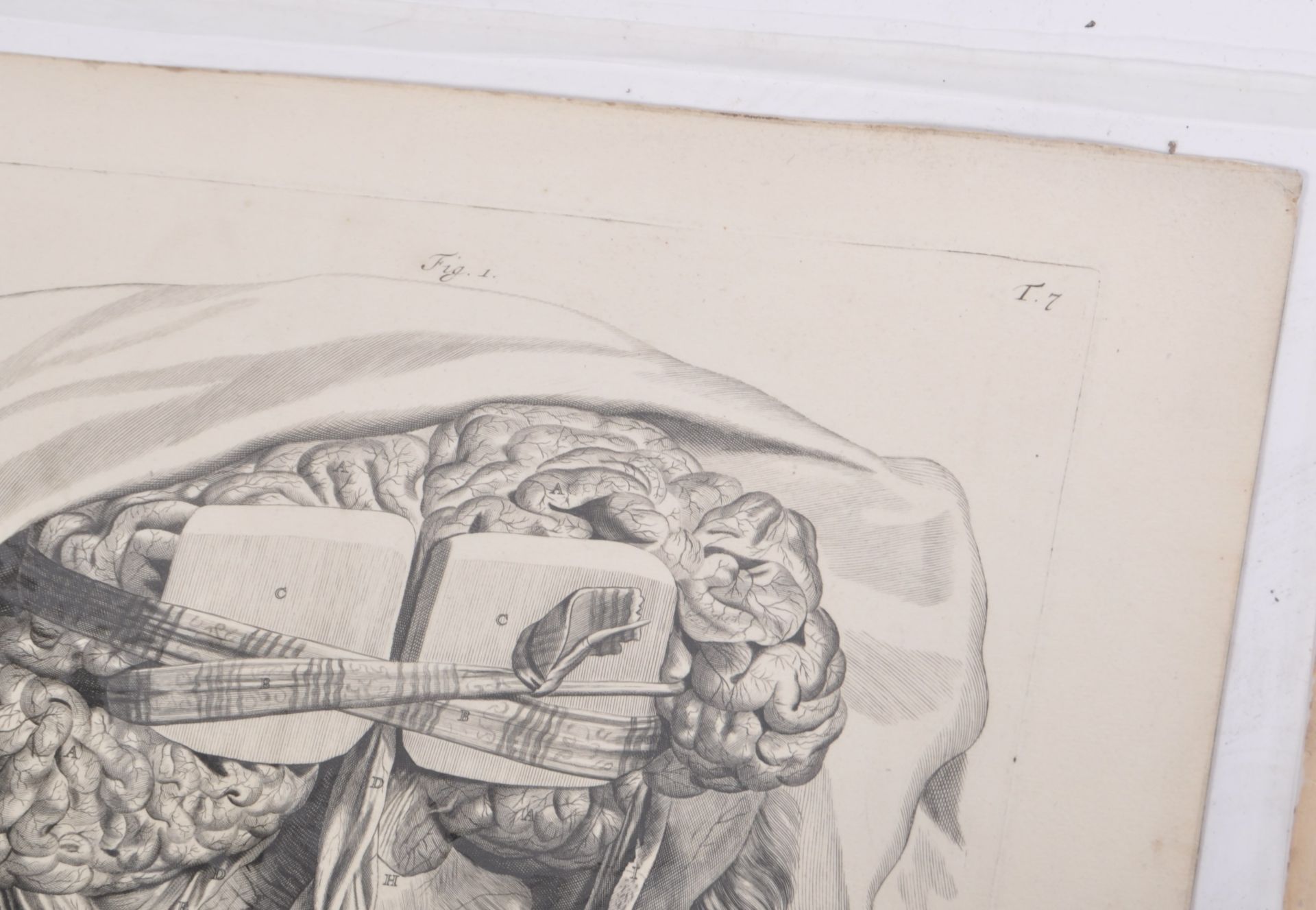 ABRAHAM BLOOTELING 17TH CENTURY ANATOMICAL DRAWINGS - Image 6 of 6