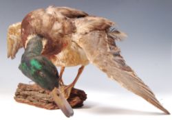 ANTIQUE VINTAGE TAXIDERMY MALLARD DUCK ON WOODEN NATURALISTIC BASE