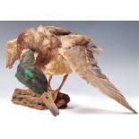 ANTIQUE VINTAGE TAXIDERMY MALLARD DUCK ON WOODEN NATURALISTIC BASE