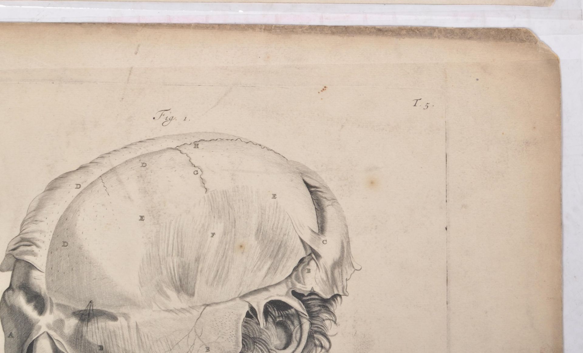 ABRAHAM BLOOTELING 17TH CENTURY ANATOMICAL DRAWINGS - Image 3 of 6