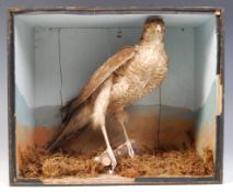 TAXIDERMY EARLY 20TH CENTURY CASED SPARROWHAWK