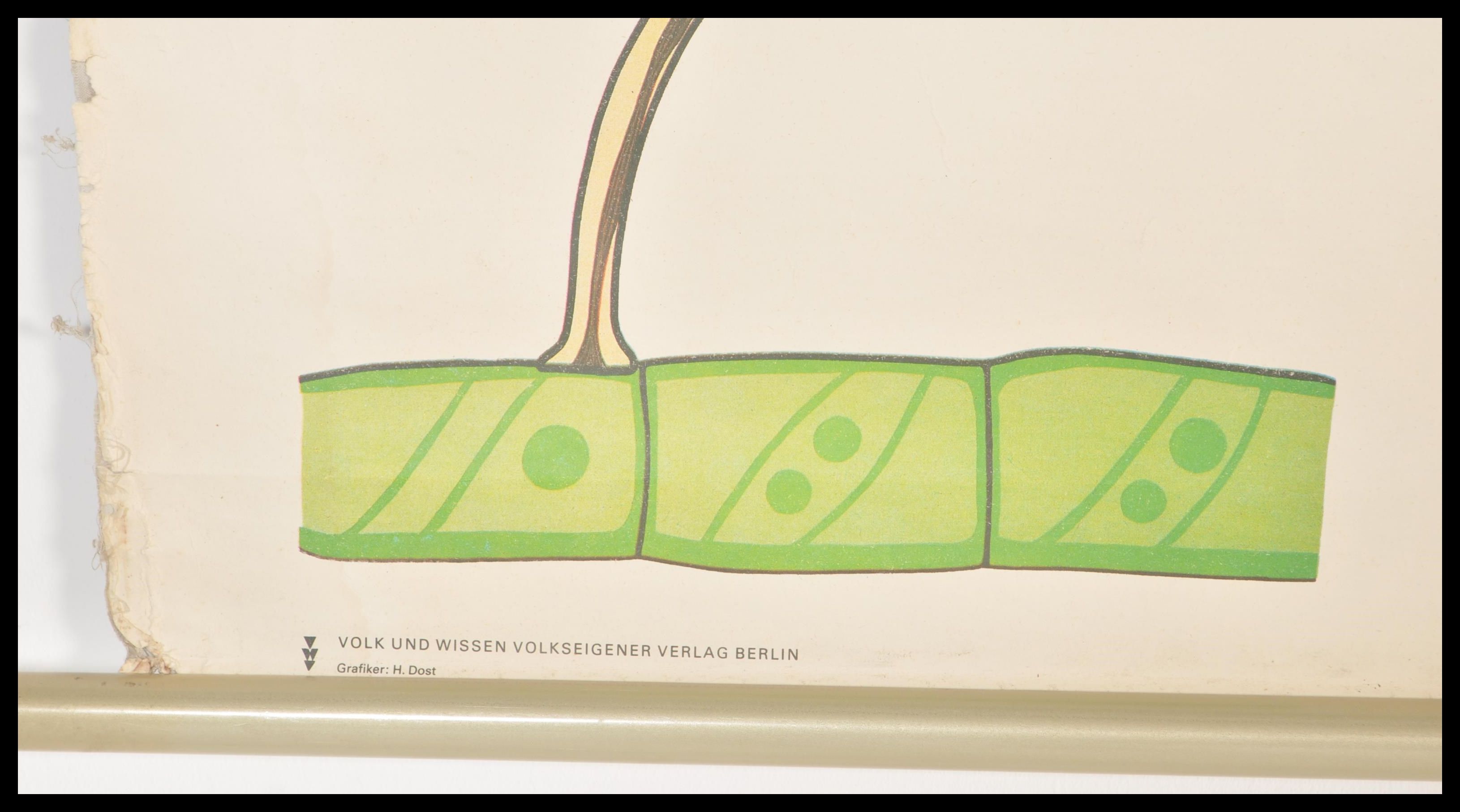 A vintage retro East German 1970's school poster entitled ' Urtiere ' featuring coloured diagrams of - Image 2 of 4