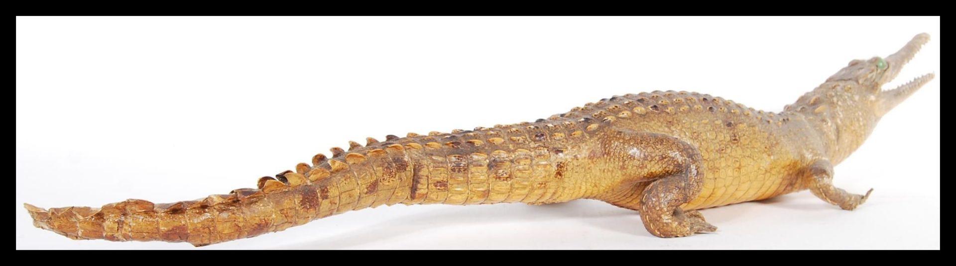 A vintage 20th Century taxidermy example of a Dwarf Caiman crocodile, raised on all four legs with - Image 3 of 4