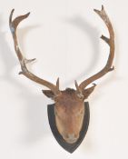 Taxidermy interest - An early 20th Century Edwardian 12 / twelve point Red Deer stags head,