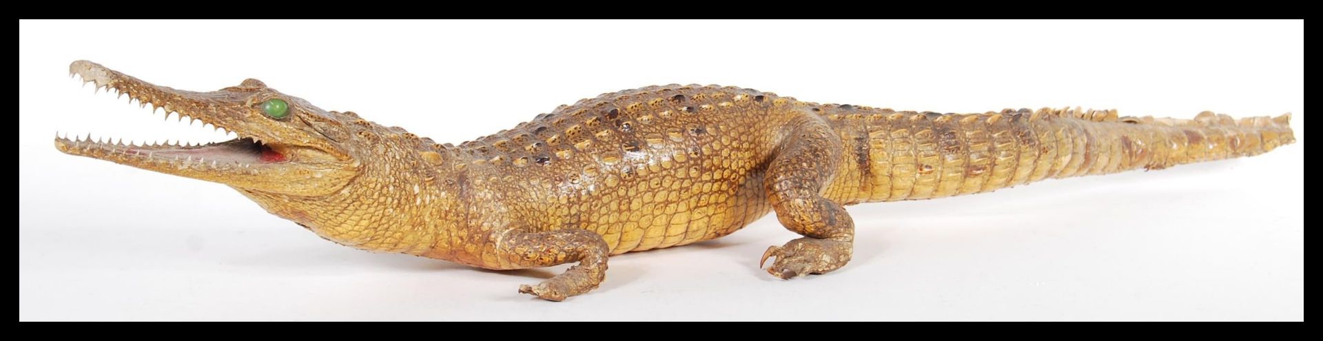 A vintage 20th Century taxidermy example of a Dwarf Caiman crocodile, raised on all four legs with