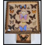 Entomology - A collection of taxidermy butterfly specimens pinned to a hessian background, mostly of