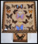 Entomology - A collection of taxidermy butterfly specimens pinned to a hessian background, mostly of