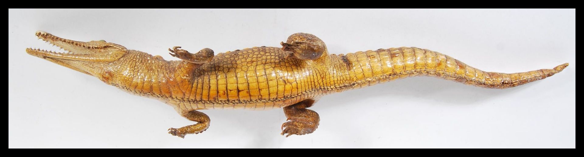 A vintage 20th Century taxidermy example of a Dwarf Caiman crocodile, raised on all four legs with - Image 4 of 4