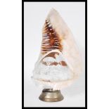 A large hand carved conch shell converted into a table lamp raised on screw off brass base. Hand