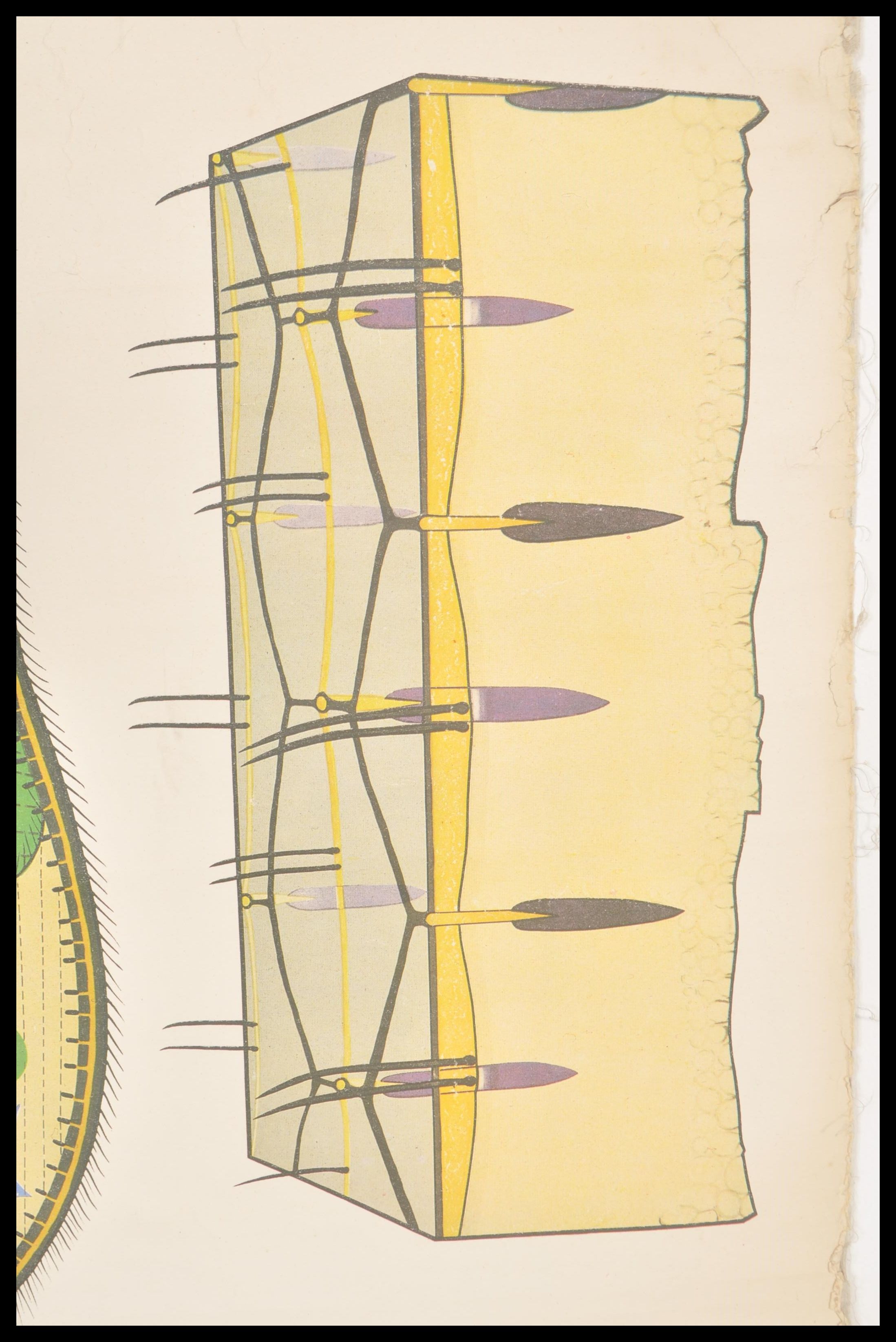 A vintage retro East German 1970's school poster entitled ' Urtiere ' featuring coloured diagrams of - Image 4 of 4