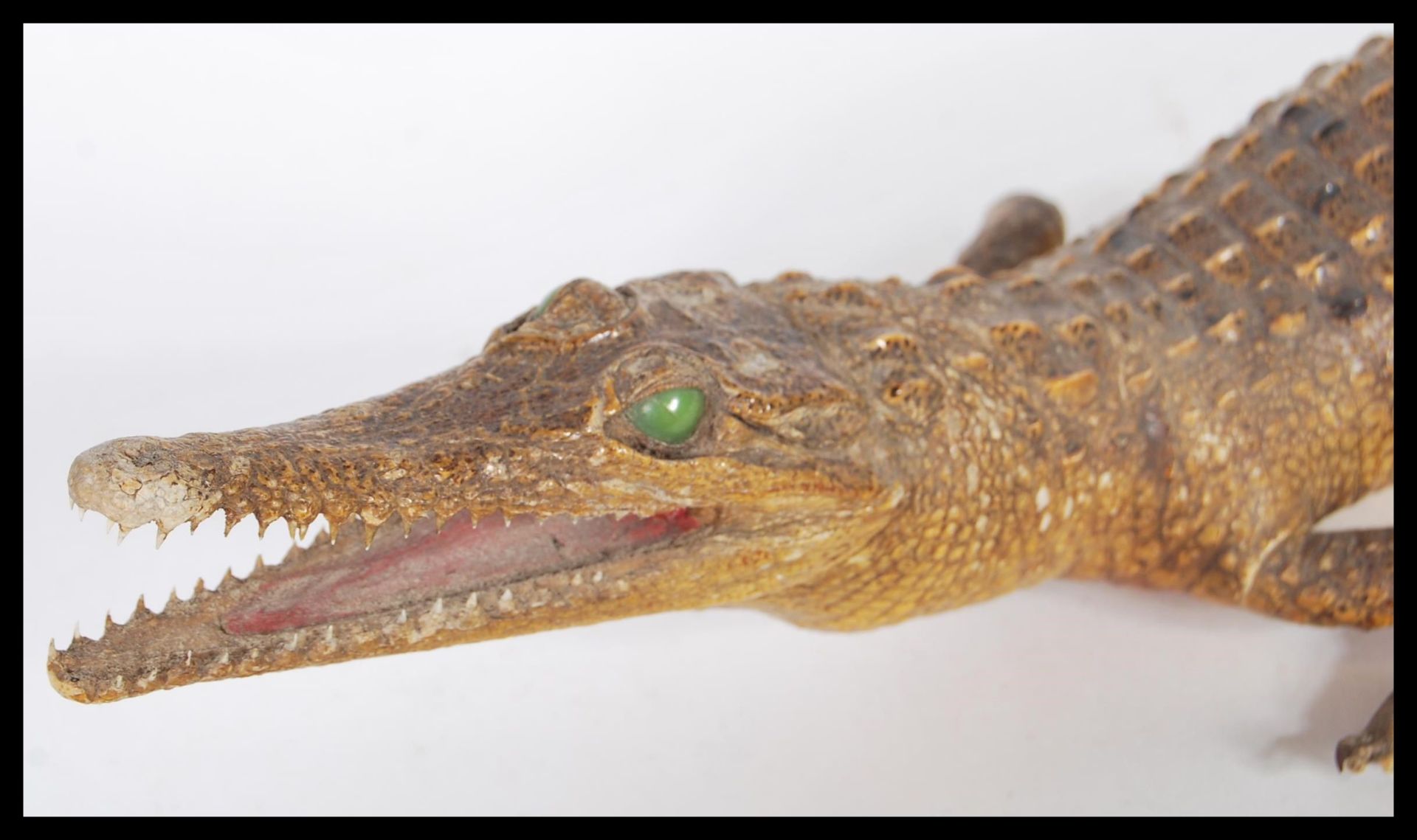 A vintage 20th Century taxidermy example of a Dwarf Caiman crocodile, raised on all four legs with - Image 2 of 4