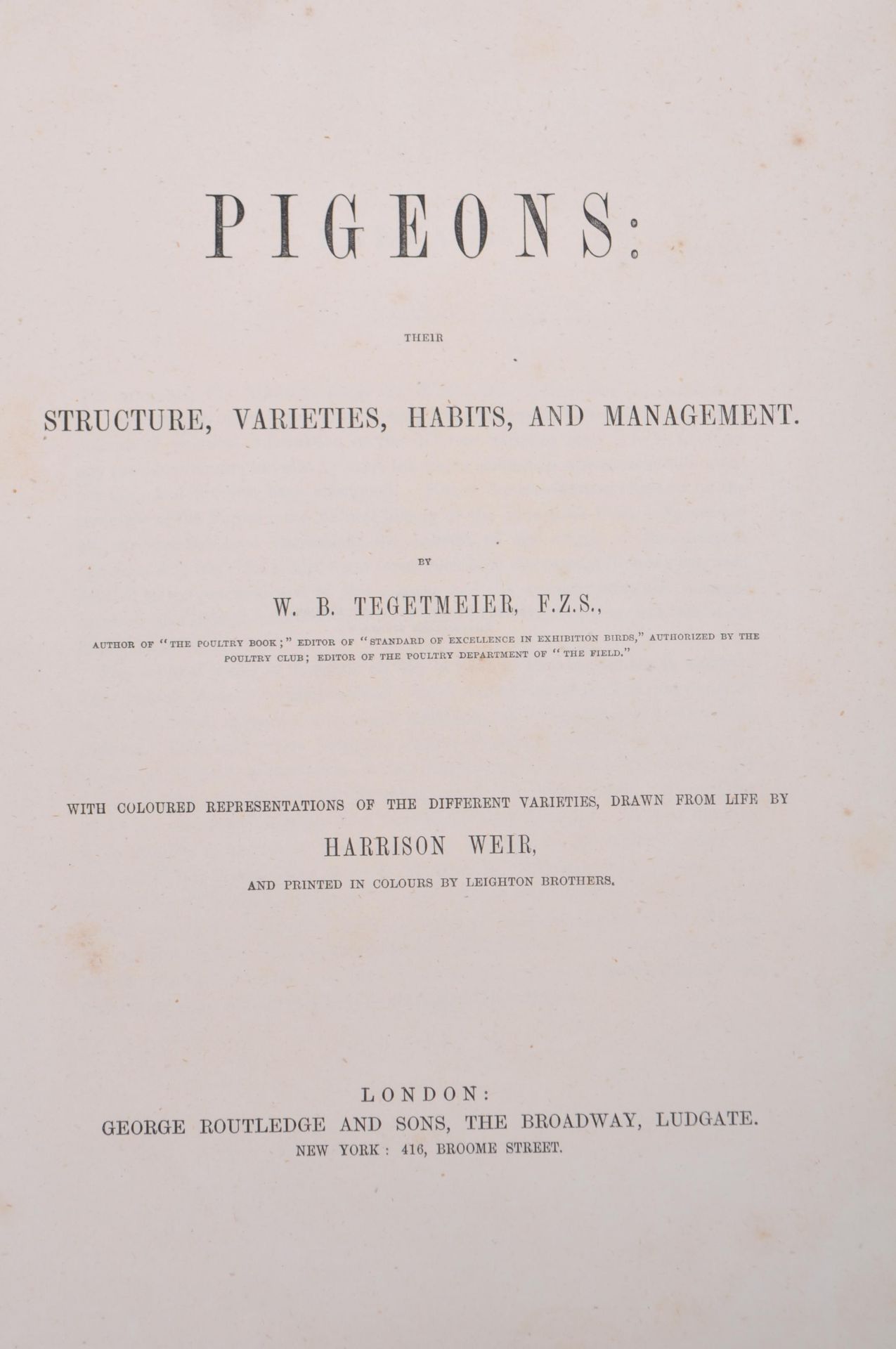 WB TEGETMEIER 1868 BOOK ON PIGEONS - COLOUR PLATES BY HARRISON - Bild 5 aus 8