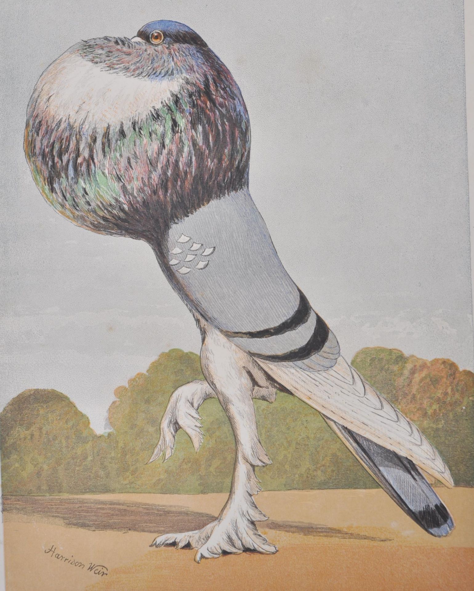 WB TEGETMEIER 1868 BOOK ON PIGEONS - COLOUR PLATES BY HARRISON - Bild 6 aus 8