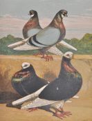 WB TEGETMEIER 1868 BOOK ON PIGEONS - COLOUR PLATES BY HARRISON