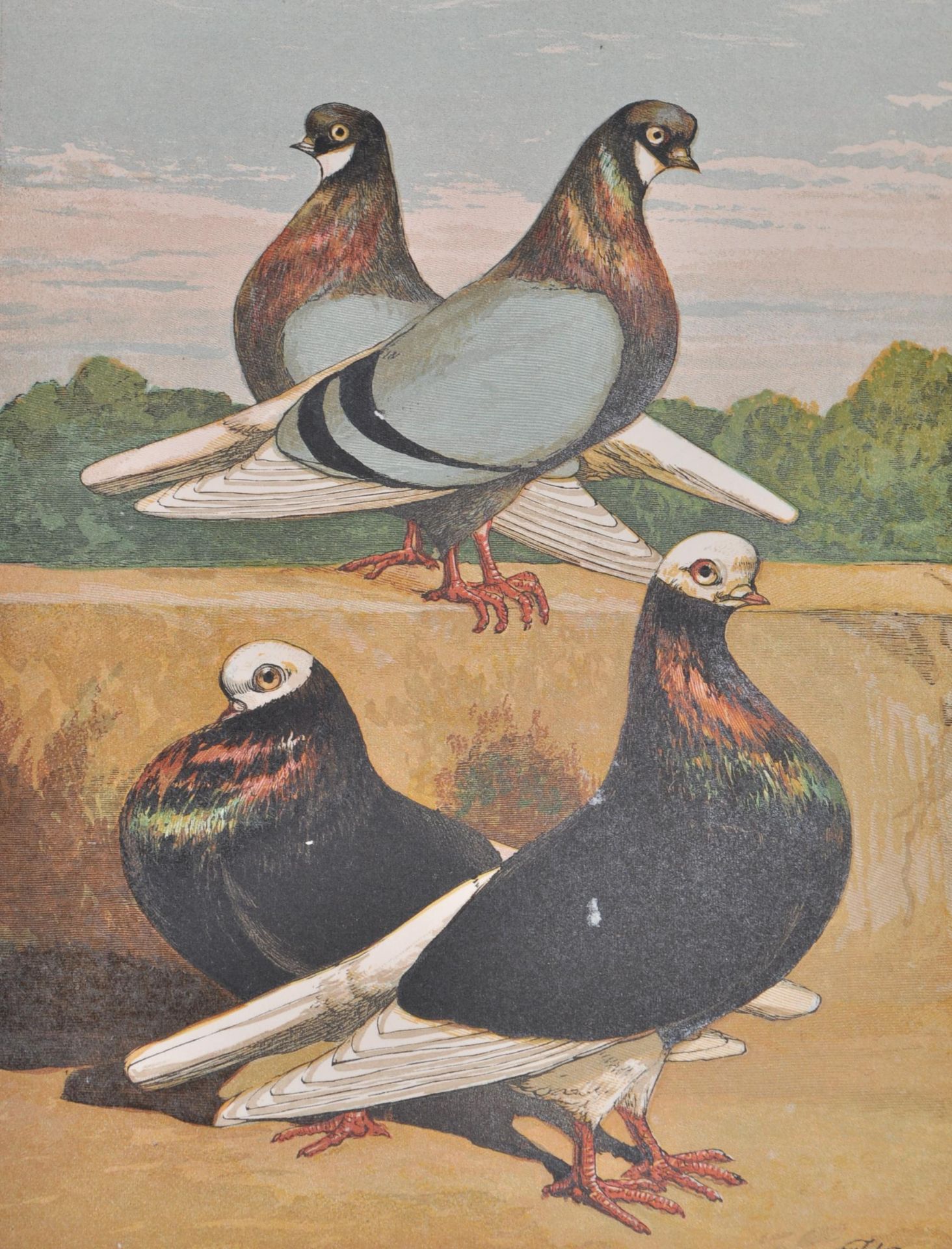 WB TEGETMEIER 1868 BOOK ON PIGEONS - COLOUR PLATES BY HARRISON